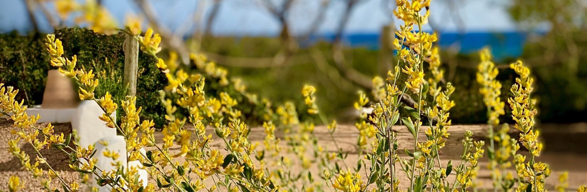 Trifoglio Giallo a Formentera in Primavera