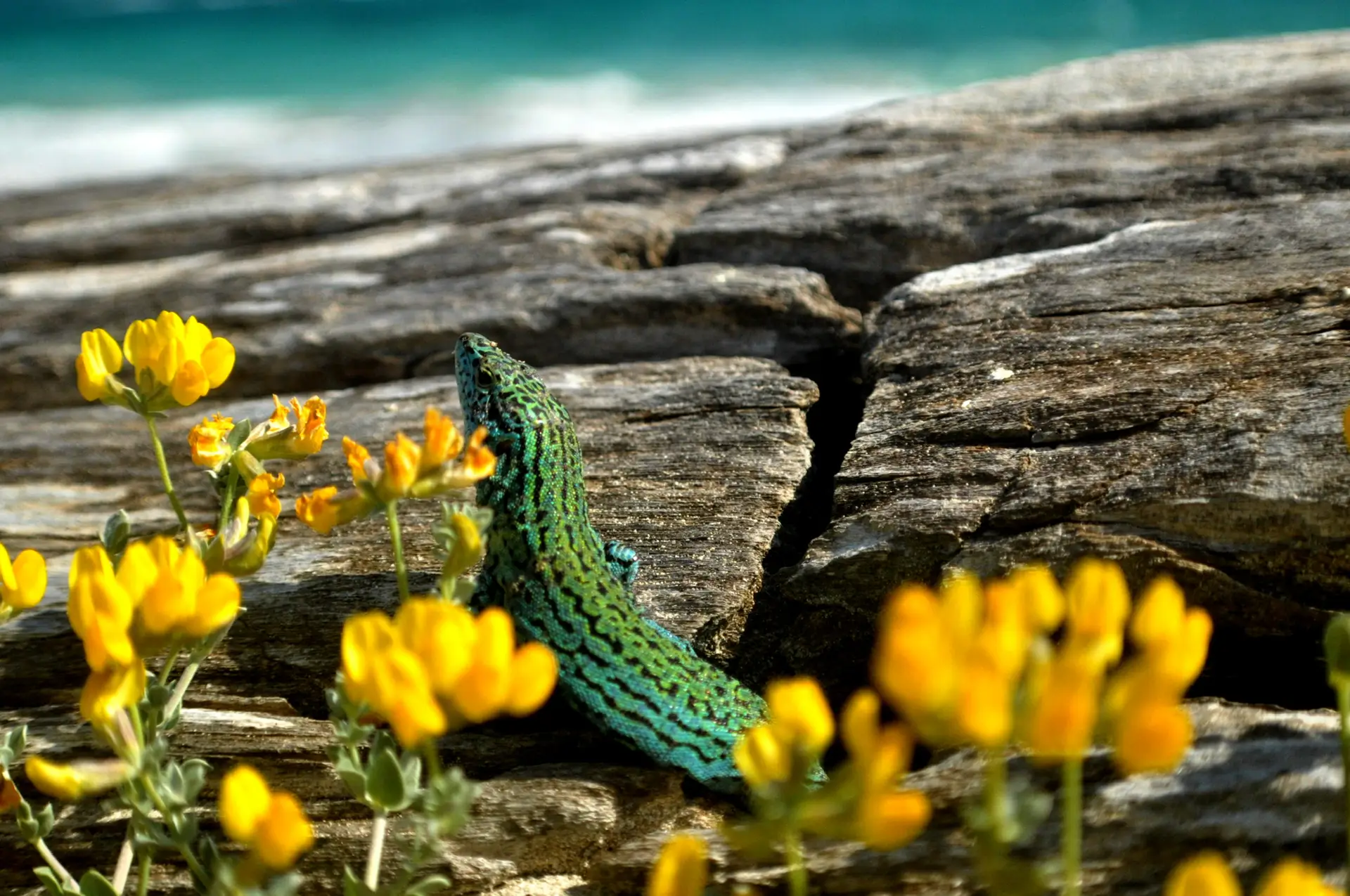 Formentera's Lizard