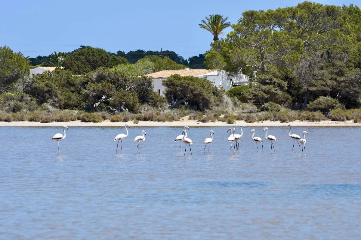 Flamingos in Formentera