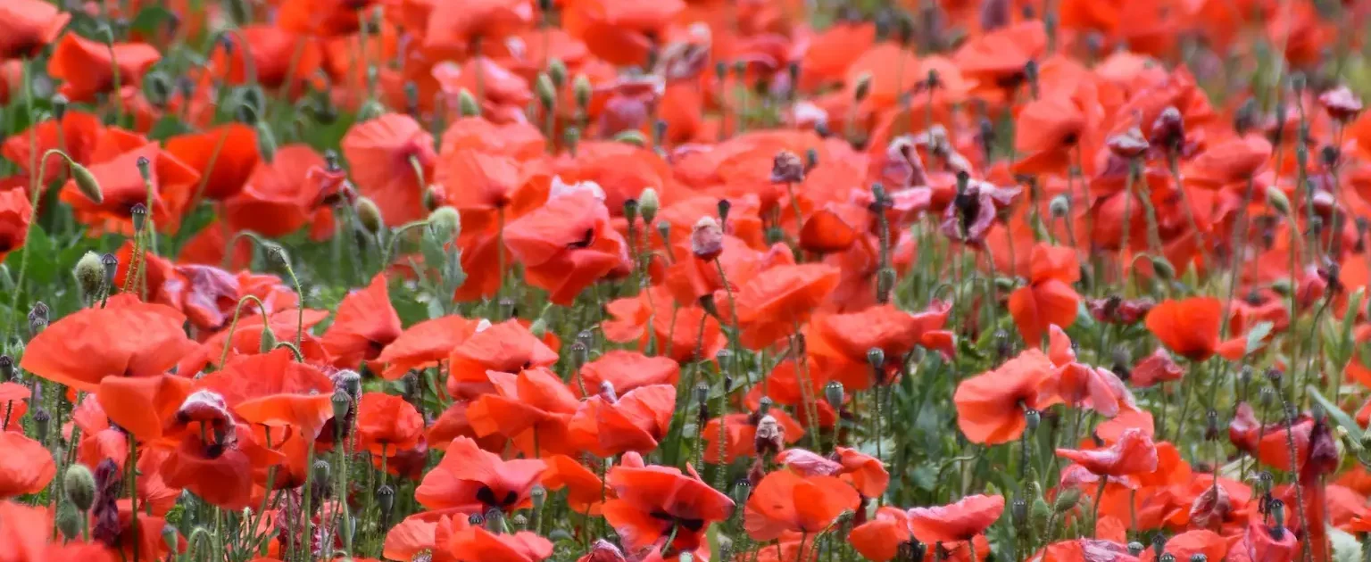 Field of Red Poppies in Formentera