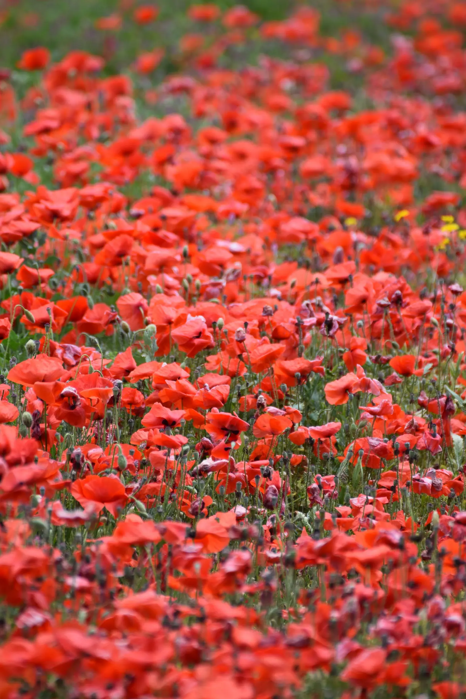 Field of Red Poppies in Formentera
