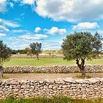 Olive trees in rural Formentera countryside in spring with dry stone walls and blue sky